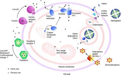 Frontiers | Iron At The Centre Of Candida Albicans Interactions